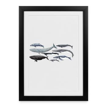 Baleines - Baleines - Baleines - mysticètes - Affiche encadrée (27 × 37 cm) - noir - Devant