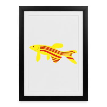 Danio rerio Poisson zèbre rouge et jaune - Affiche encadrée (27 × 37 cm) - noir - Devant