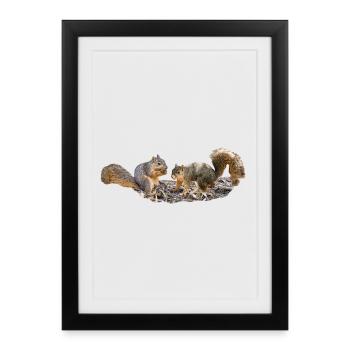 Squirrel Couple with Nut Eastern Fox Squirrel - Framed poster (27 × 37 cm) - black - Front