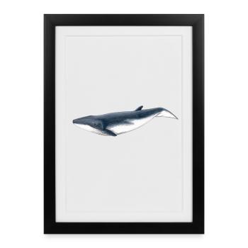 Tropical baby whale Baby whale - Baby baleine - Framed poster (27 × 37 cm) - black - Front