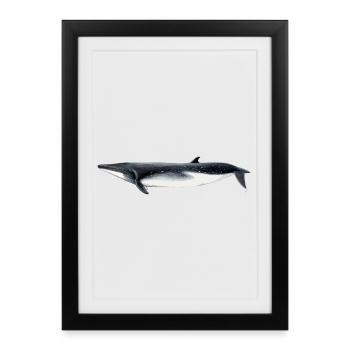 Fin whale - Brydes whale - tropical rorqual - Framed poster (27 × 37 cm) - black - Front