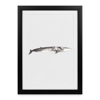 Fin whale Balaenoptera physalus - Framed poster (27 × 37 cm) - black - Front