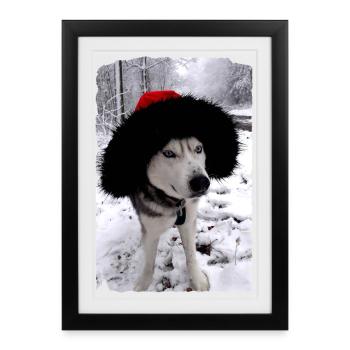 Sled dog with Christmas hat - Framed poster (27 × 37 cm) - black - Front