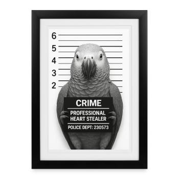 Perroquet en interrogatoire – Voleur de cœur - Affiche encadrée (27 × 37 cm) - noir - Devant