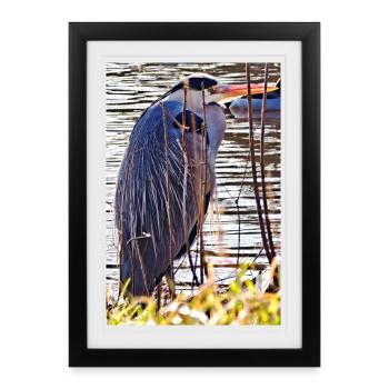 Héron cendré au lac - Photographie de nature Faune - Affiche encadrée (27 × 37 cm) - noir - Devant