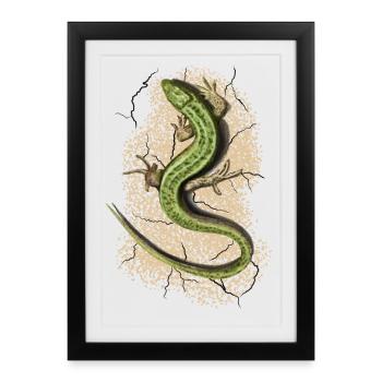 Lizard - Framed poster (27 × 37 cm) - black - Front