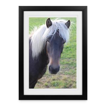 Affiche Cheval Cheval - Affiche encadrée (27 × 37 cm) - noir - Devant