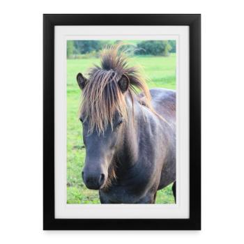 Affiche Cheval Cheval - Affiche encadrée (27 × 37 cm) - noir - Devant