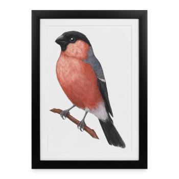 Illustration aquarelle du bouvreuil eurasien - Affiche encadrée (27 × 37 cm) - noir - Devant