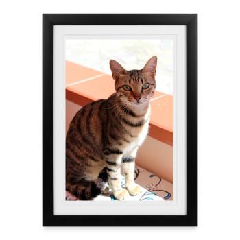 Chaton Chaton - Affiche encadrée (27 × 37 cm) - noir - Devant