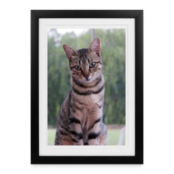 Chaton Chaton - Affiche encadrée (27 × 37 cm) - noir - Devant