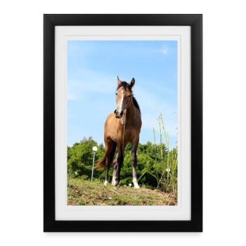 Horse Horse Poster - Framed poster (27 × 37 cm) - black - Front