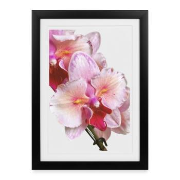 Phalaenopsis Swan Blush Peloric Orchid Blossom - Framed poster (27 × 37 cm) - black - Front