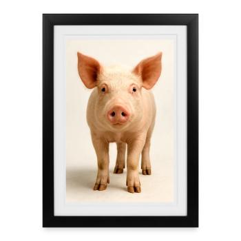 Cochon pastel - Affiche encadrée (27 × 37 cm) - noir - Devant