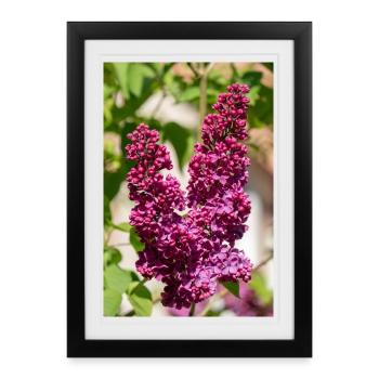 Lilas en fleurs dans le jardin printanier - Affiche encadrée (27 × 37 cm) - noir - Devant