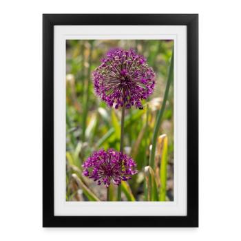 Poireaux ornementaux en violet : fleurs sphériques - Affiche encadrée (27 × 37 cm) - noir - Devant