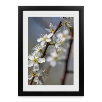 Delicate white cherry blossoms in spring - Framed poster (27 × 37 cm) - black - Front