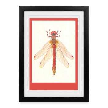 Red Dragonfly Illustration - Framed poster (27 × 37 cm) - black - Front