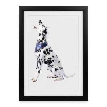 Dalmatien avec foulard - Affiche encadrée (27 × 37 cm) - noir - Devant