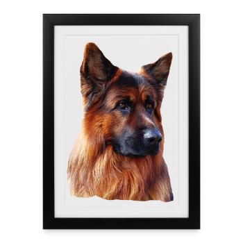 Old German Shepherd German Shepherd - Framed poster (27 × 37 cm) - black - Front