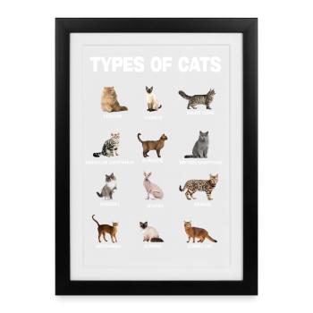 Types de chats Guide éducatif des races de chats - Affiche encadrée (27 × 37 cm) - noir - Devant