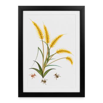 Ears of corn with ants - Framed poster (27 × 37 cm) - black - Front