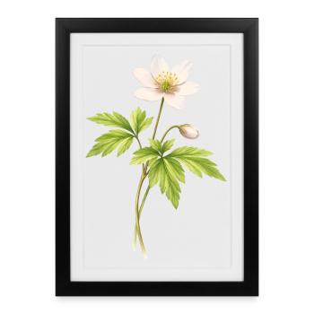Illustration de fleur printanière anémone des bois - Affiche encadrée (27 × 37 cm) - noir - Devant