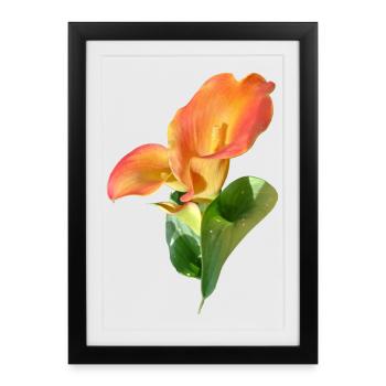 Magie de la Fleur de Calla d’Orange - Affiche encadrée (27 × 37 cm) - noir - Devant