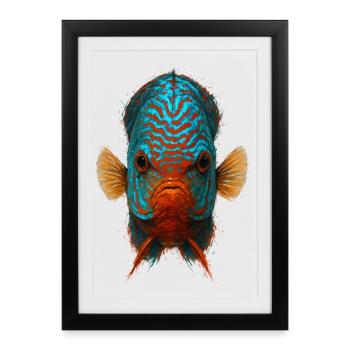 Poisson Discus Bleu et Orange Regard Intense - Affiche encadrée (27 × 37 cm) - noir - Devant