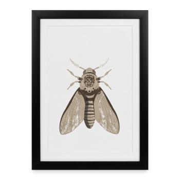 Anatomie du papillon de nuit du crâne - Affiche encadrée (27 × 37 cm) - noir - Devant