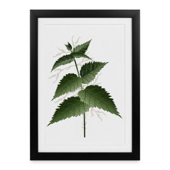 large nettle with large dark green leaves - Framed poster (27 × 37 cm) - black - Front