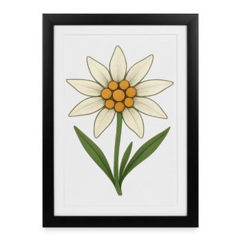 Fleur d’Edelweiss - Affiche encadrée (27 × 37 cm) - noir - Devant