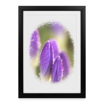 purple crocuses violet flowers floral motif with dew - Framed poster (27 × 37 cm) - black - Front