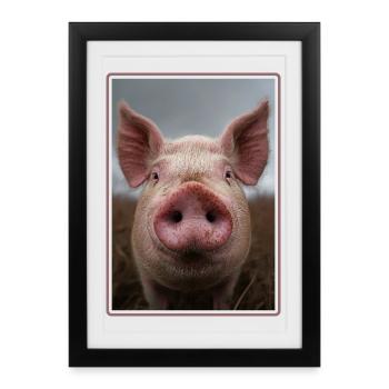 Cochon Cochon - Affiche encadrée (27 × 37 cm) - noir - Devant