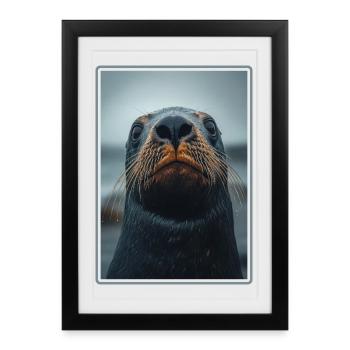 Lions de mer Lion de mer - Affiche encadrée (27 × 37 cm) - noir - Devant