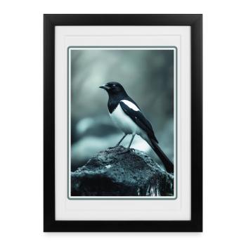 Pies Magpie - Affiche encadrée (27 × 37 cm) - noir - Devant