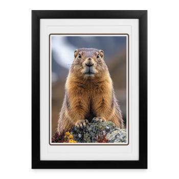 Marmottes Marmotte - Affiche encadrée (27 × 37 cm) - noir - Devant