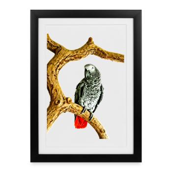 Perroquet noir à la queue rouge, Perroquet gris - Affiche encadrée (27 × 37 cm) - noir - Devant