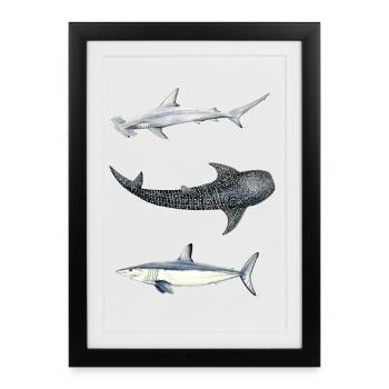 Trio de requins: requin marteau, baleine, mako - Affiche encadrée (27 × 37 cm) - noir - Devant