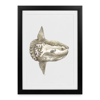 Mola mola sunfish for fishermen, divers - Framed poster (27 × 37 cm) - black - Front