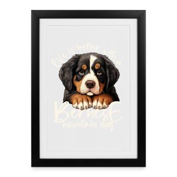 Bernese mountain dog - Framed poster (27 × 37 cm) - black - Front
