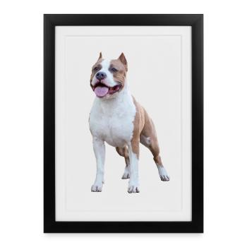 Terrier américain du Staffordshire - Affiche encadrée (27 × 37 cm) - noir - Devant