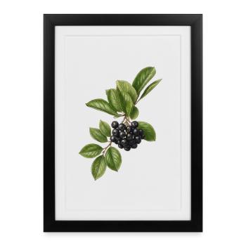Illustration botanique de baies vintage foncées - Affiche encadrée (27 × 37 cm) - noir - Devant