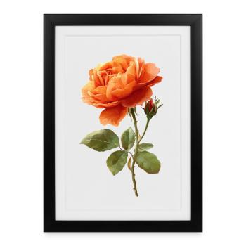 Rose orangée - Affiche encadrée (27 × 37 cm) - noir - Devant