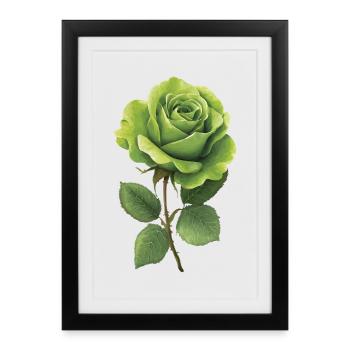 Rose verte - Affiche encadrée (27 × 37 cm) - noir - Devant