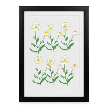 camomille - Affiche encadrée (27 × 37 cm) - noir - Devant