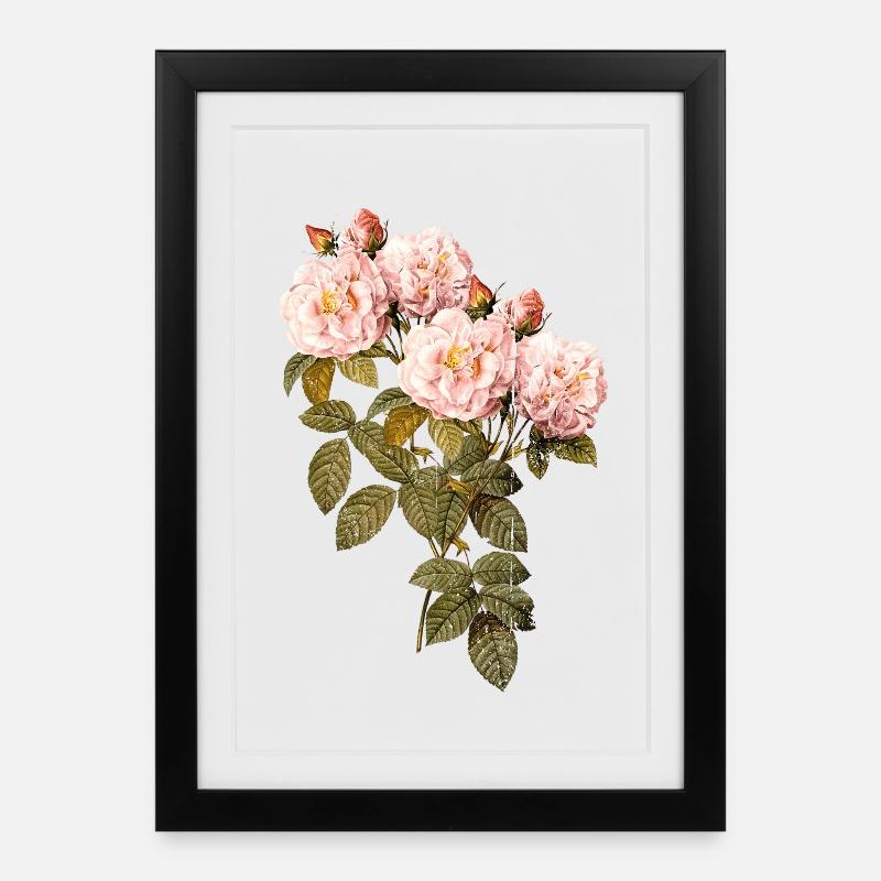 Blush Rose Vintage Botanical - Framed poster (27 × 37 cm) - black
