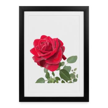 Rose rouge - Affiche encadrée (27 × 37 cm) - noir - Devant