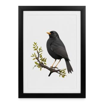 Amsel - Gerahmtes Poster (27 × 37 cm) - Schwarz - Vorne