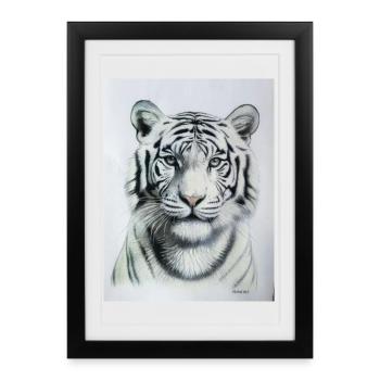 Tigre blanc - Tigre Weisser - Affiche encadrée (27 × 37 cm) - noir - Devant